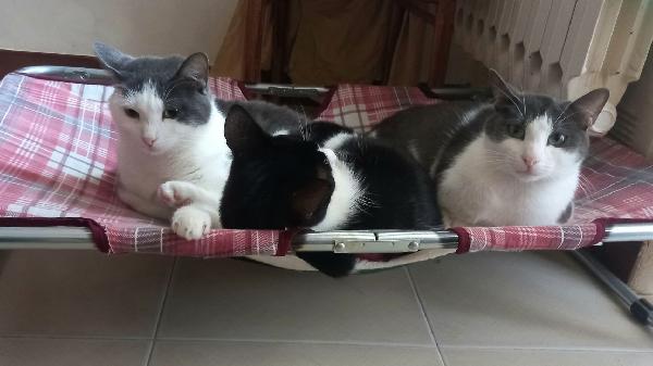 Piuma, micia molto dolce e sofficissima Foto 4